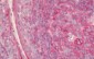 HLA-E Antibody (clone MEM-E/02)